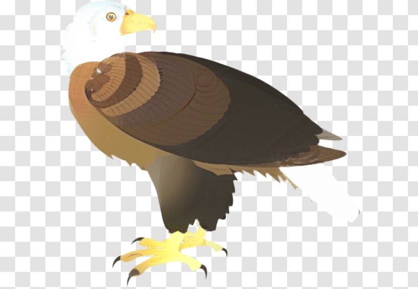 Sea Bird - Golden Eagle - Andean Condor Falconiformes Transparent PNG