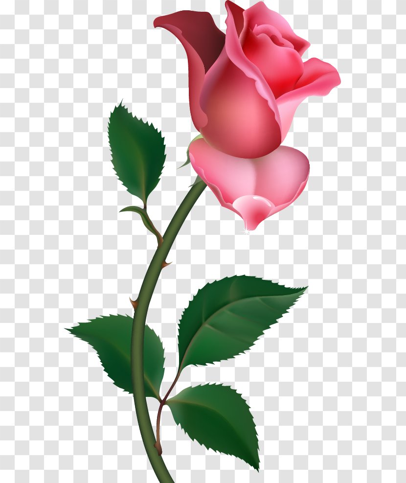 Free Rose Clip Art - Plant Stem Transparent PNG