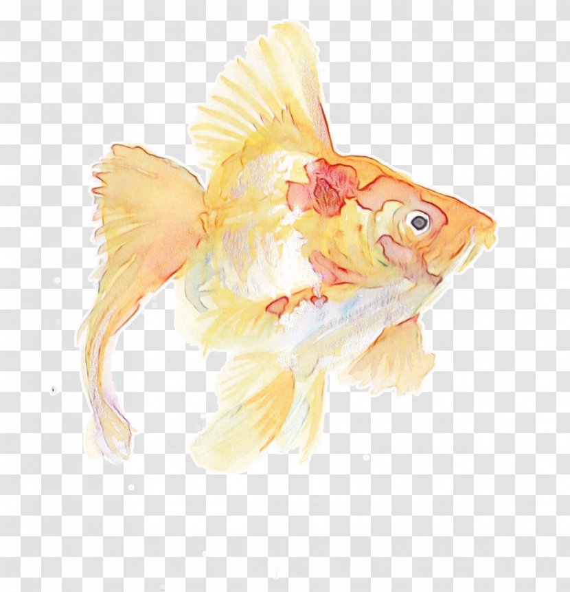 Watercolor Animal - Goldfish - Tail Rayfinned Fish Transparent PNG