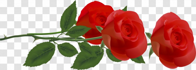 Rose Red Clip Art - Plant - ID Transparent PNG