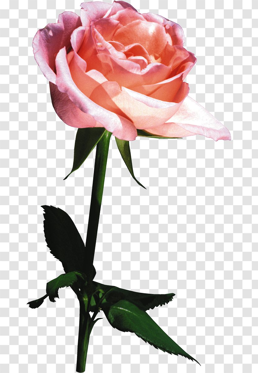 Flower Garden Roses - Plant Stem - White Rose Transparent PNG