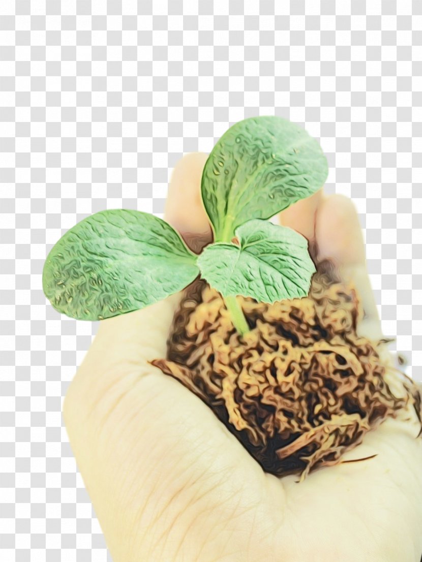 Plants Gardening Terrace Garden Greenhouse - Cactus - Leaf Transparent PNG