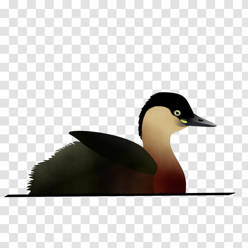 Elephant Background - Species - American Black Duck Seaduck Transparent PNG