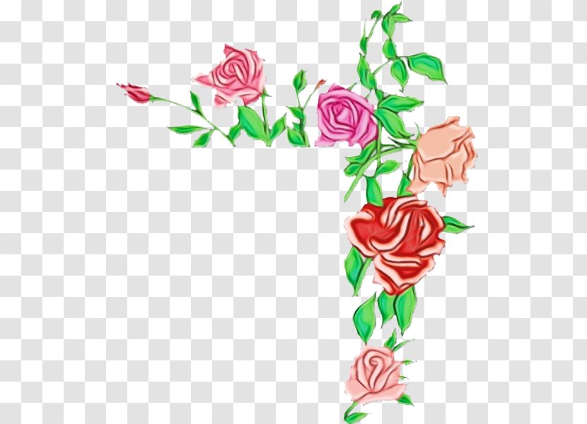 Garden Roses - Wet Ink - Pedicel Rose Family Transparent PNG