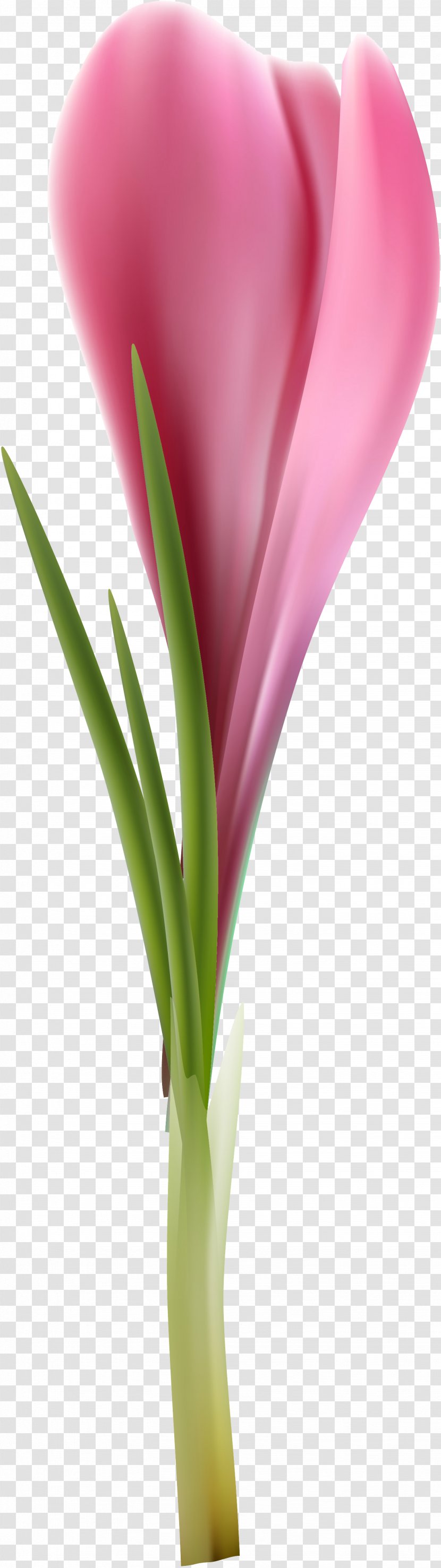 Tulip Cut Flowers Petal Plant Stem Flowerpot - Close Up Transparent PNG