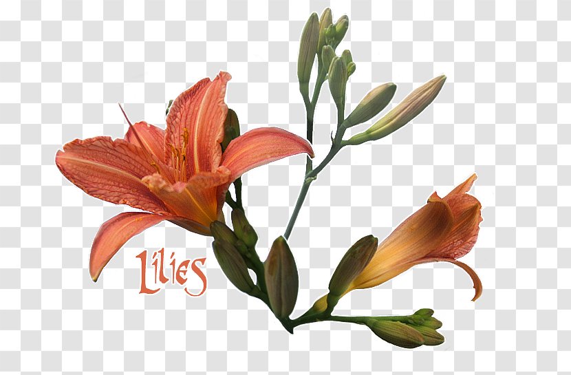 Lily Of The Incas Cut Flowers Plant Stem Petal - Orange Transparent PNG