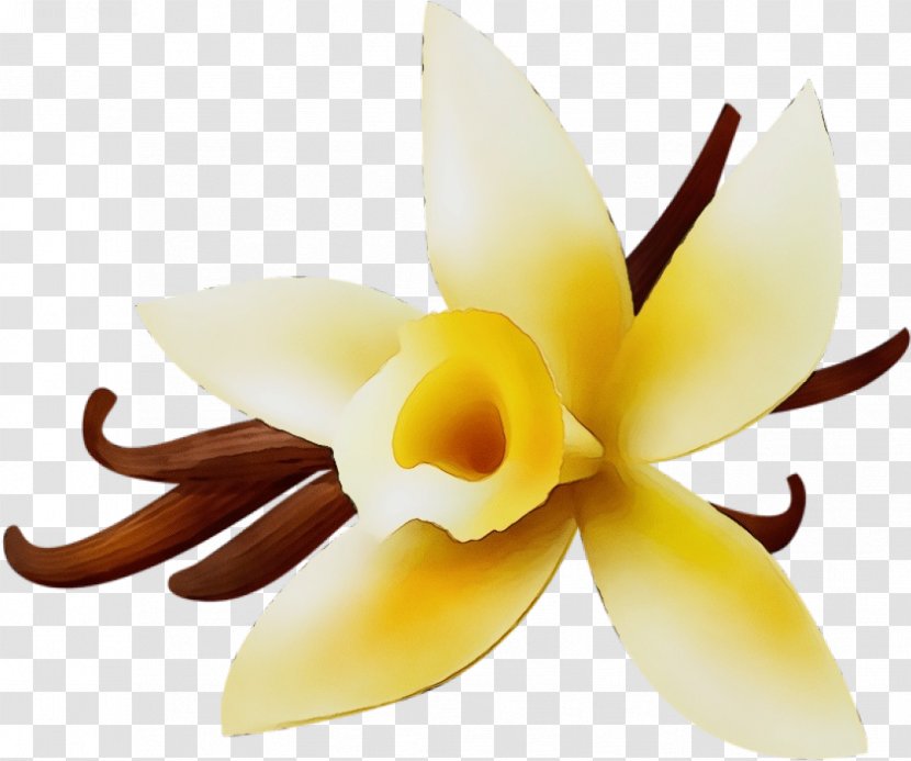 Petal Flower Yellow Plant Vanilla - Cattleya Flowering Transparent PNG