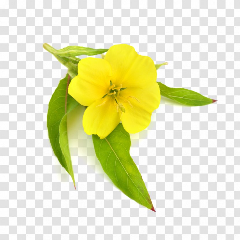 Common Evening-primrose Carrier Oil Borage Seed - Primrose Transparent PNG