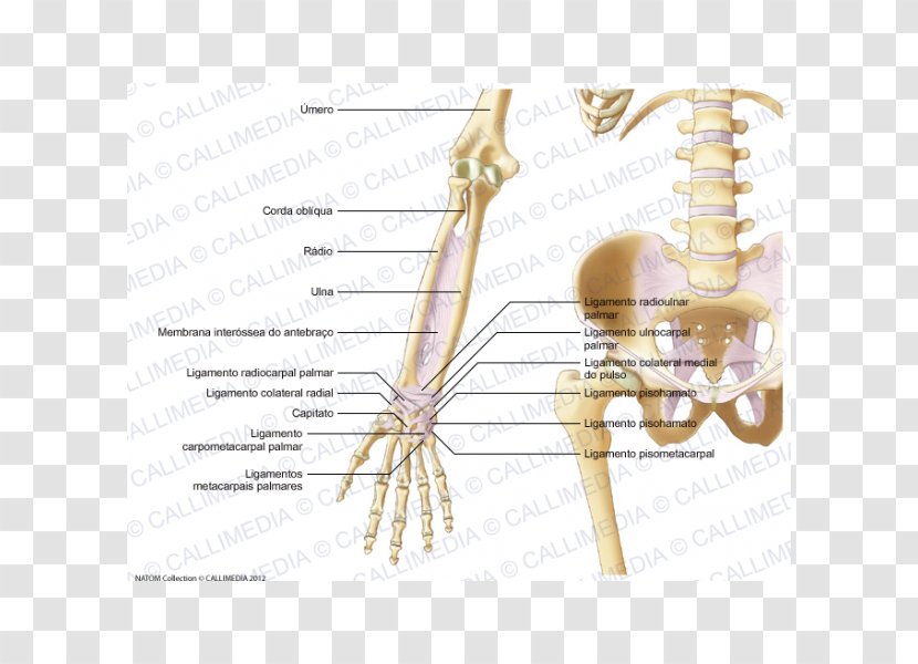 Human Skeleton Ligament Elbow Forearm - Cartoon Transparent PNG