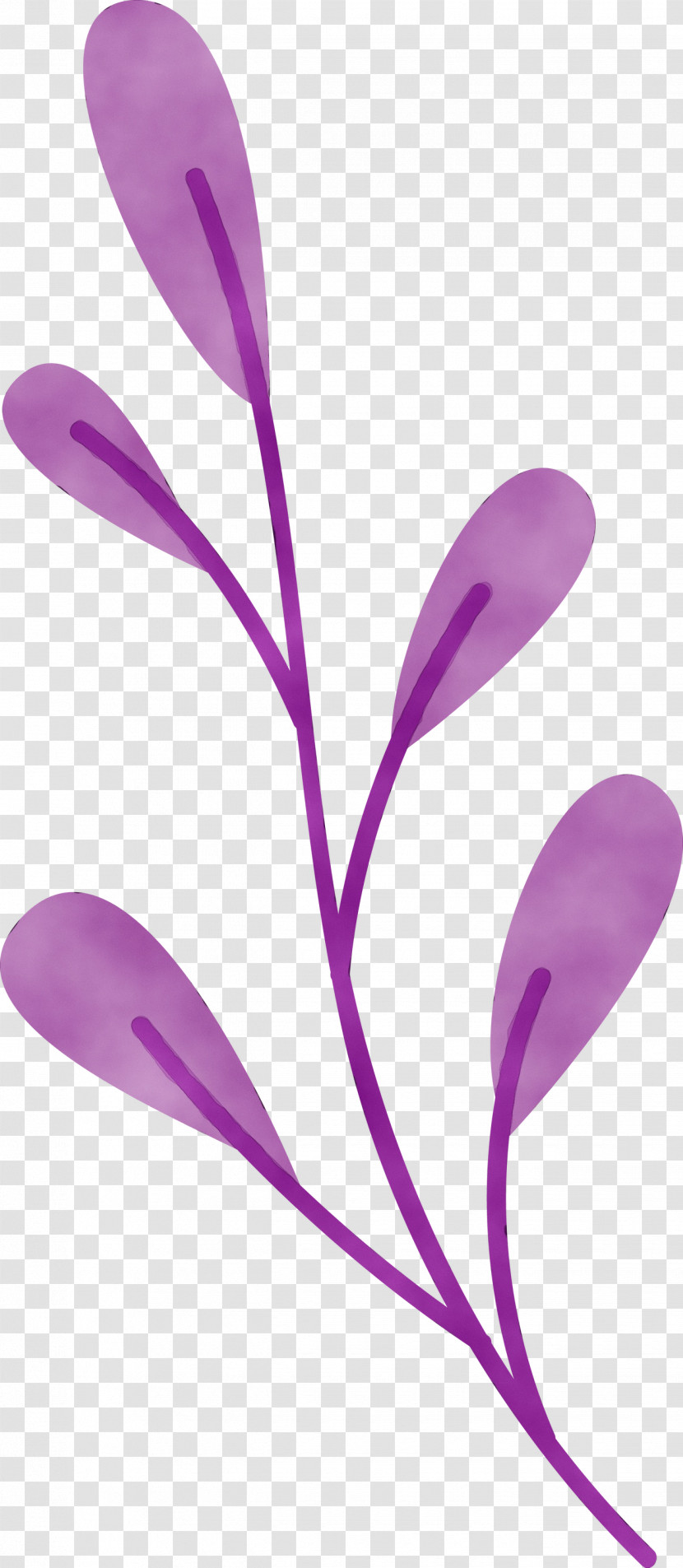 Petal Purple Flower Plants Science Transparent PNG