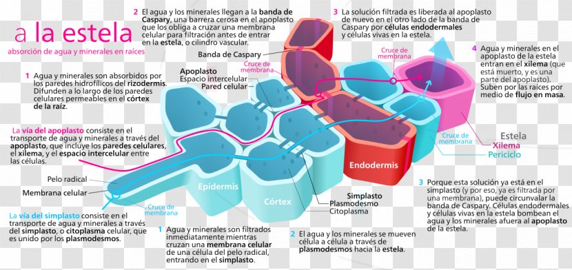 Plant Apoplast Centrale Cilinder Root Photosynthesis - Brochure Transparent PNG