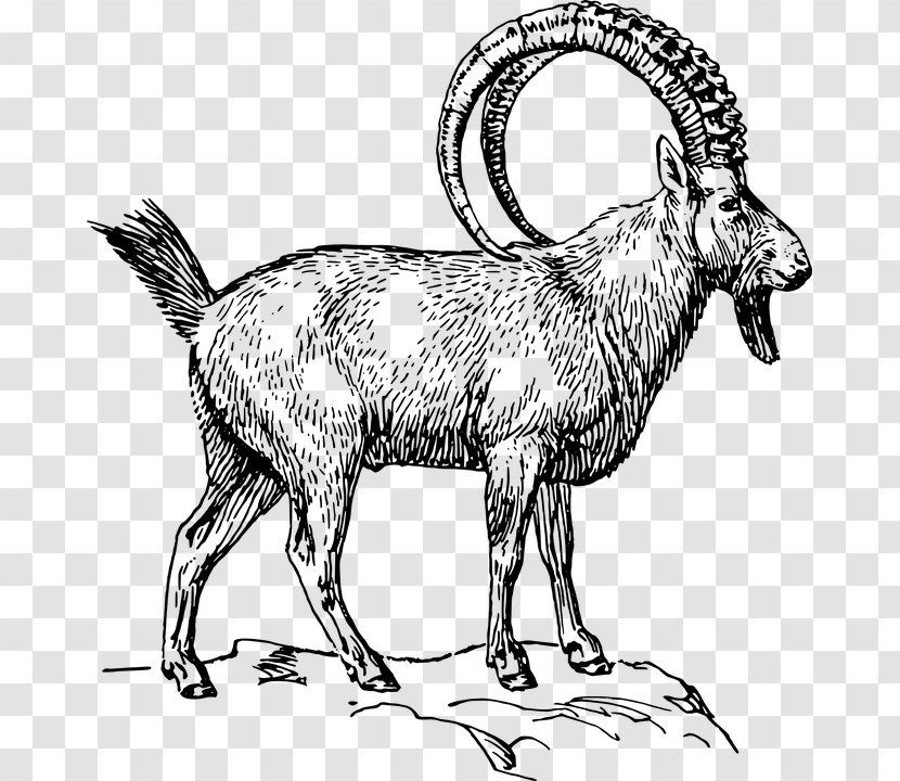 Alpine Ibex Drawing Markhor Pyrenean Clip Art - Horn Transparent PNG