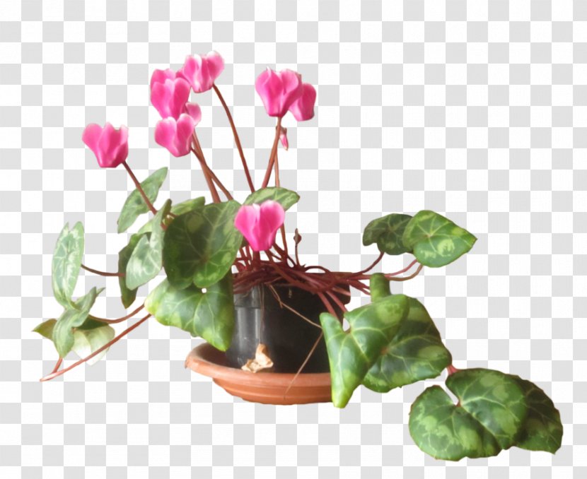 Cyclamen DeviantArt Artist Magenta - Art - Biru Transparent PNG