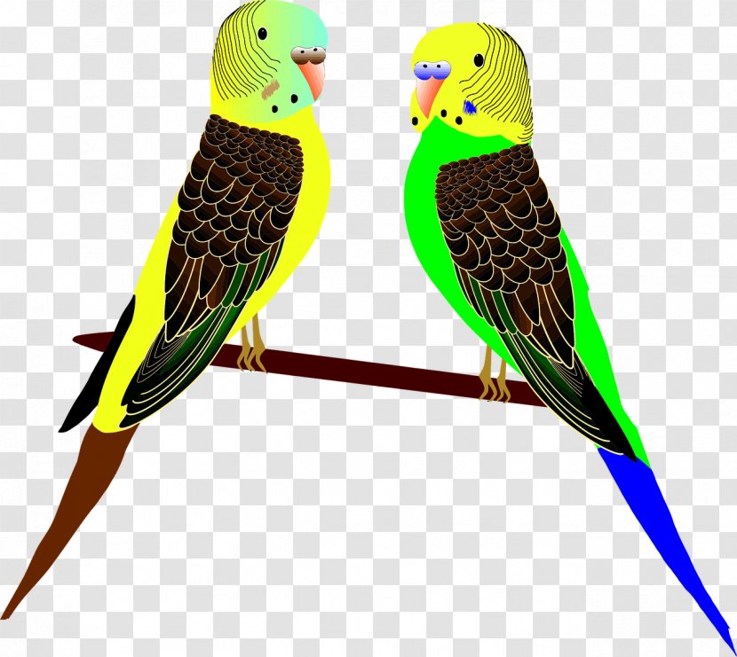 Budgerigar Parrot Bird Cockatiel Clip Art - Cacatua Nimfa Transparent PNG