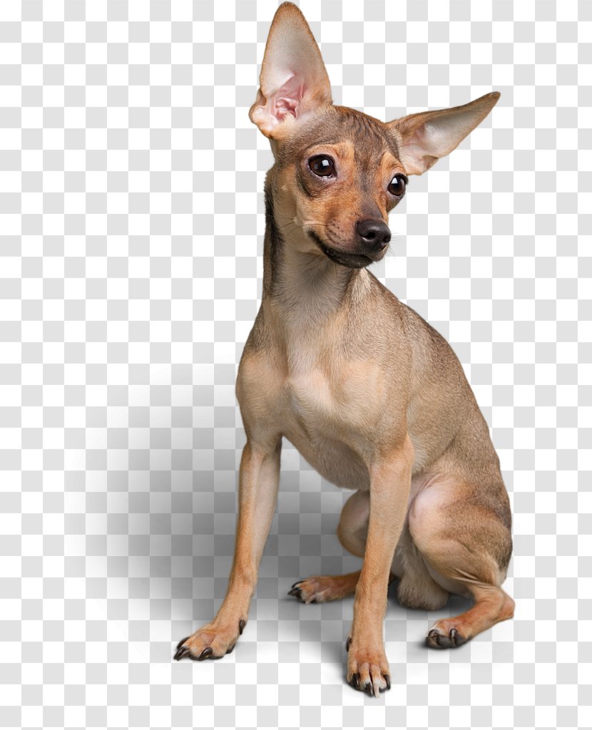 Miniature Pinscher Russkiy Toy Fox Terrier Chihuahua Prague Ratter - Nonsporting Group - Kingston Dorset England Transparent PNG