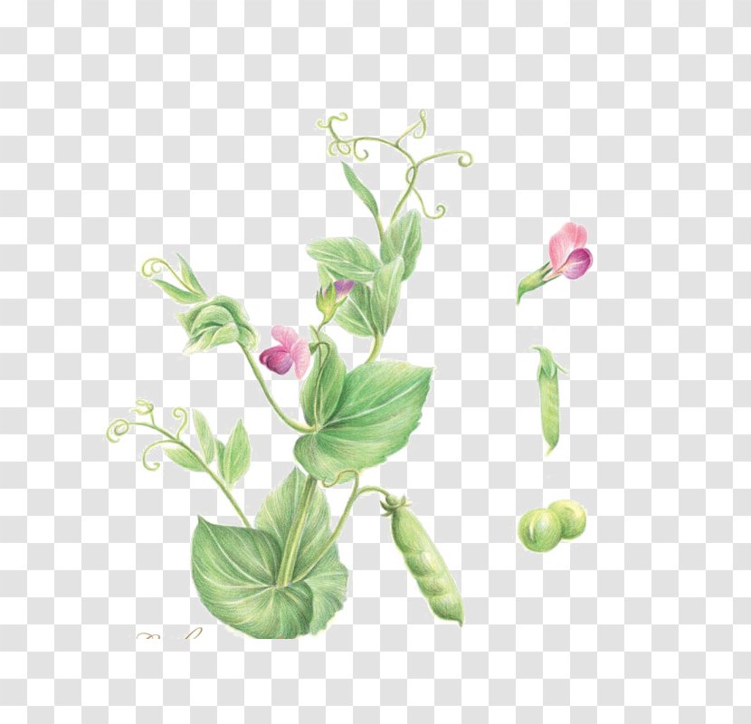 Flower Adobe Illustrator - Pisum - Pea Transparent PNG