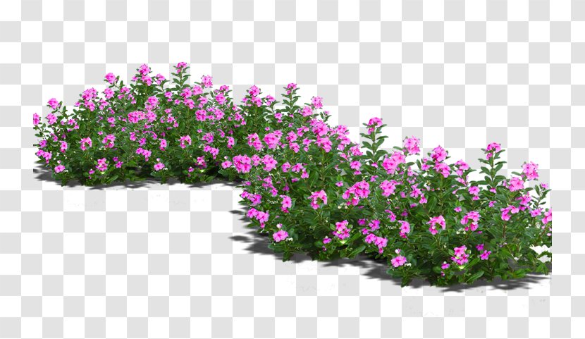 Bonsai Flowerpot - Flower - Potted Flowers Transparent PNG