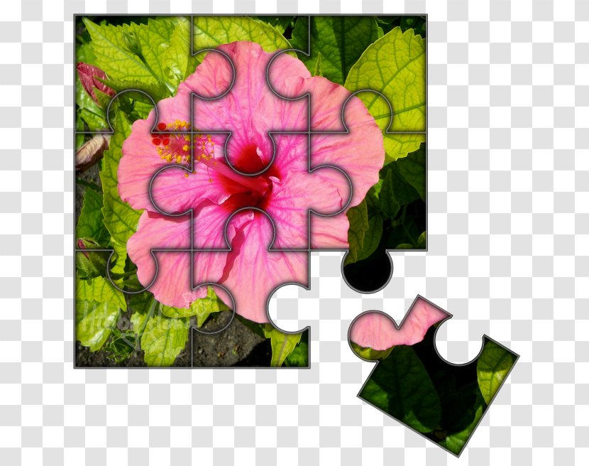 Rosemallows Floral Design Petal Leaf - Bits And Pieces Transparent PNG