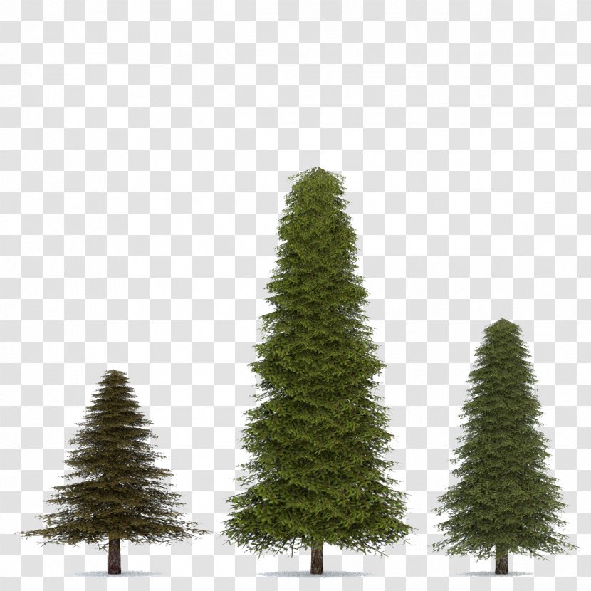 Fir Spruce Pine Tree - Christmas - Fir-Tree Transparent Image Transparent PNG