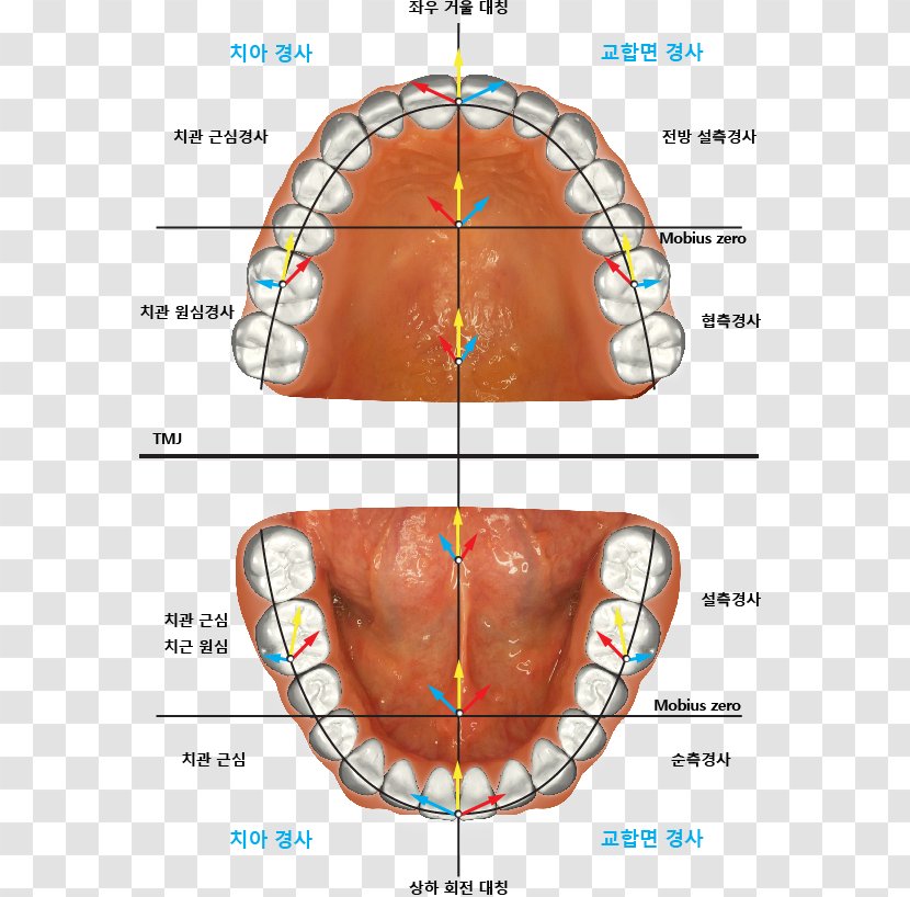 Jaw Dental Implant Occlusion Tooth - Silhouette - Nose Transparent PNG