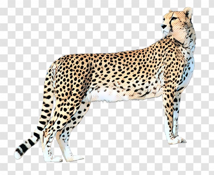 Cheetah Felidae Leopard Lion - Vertebrate - Snout Transparent PNG