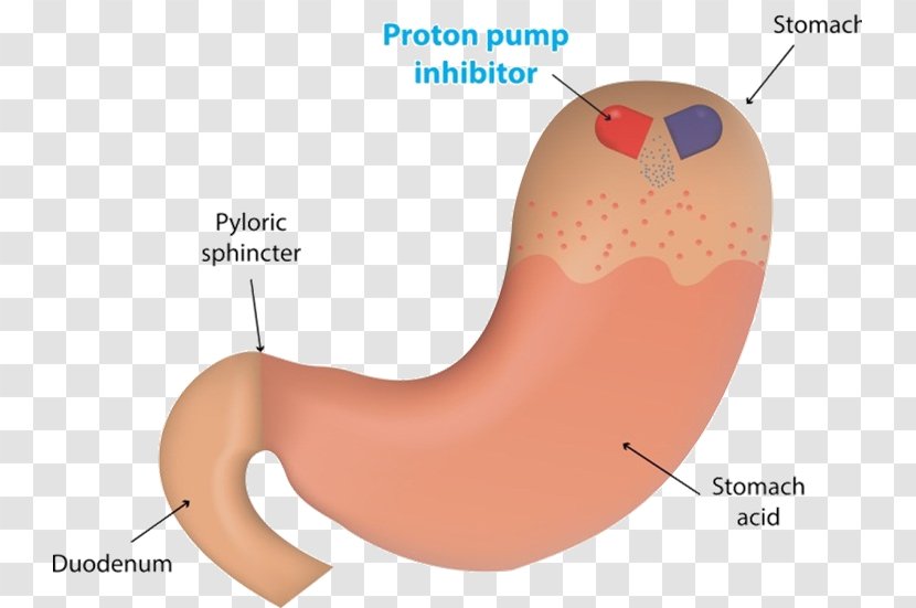Proton-pump Inhibitor Proton Pump Gastric Acid Enzyme Esomeprazole - Heart - Flower Transparent PNG