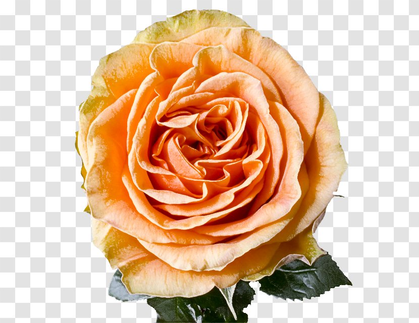 Garden Roses - Flower - Rose Family Orange Transparent PNG