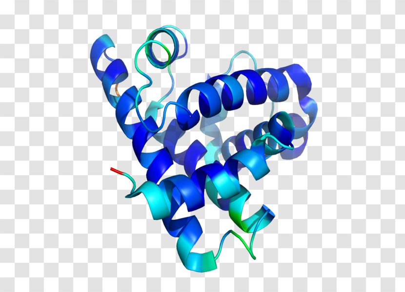 Protein Structure Myoglobin Peptide - Proteinprotein Interaction Transparent PNG