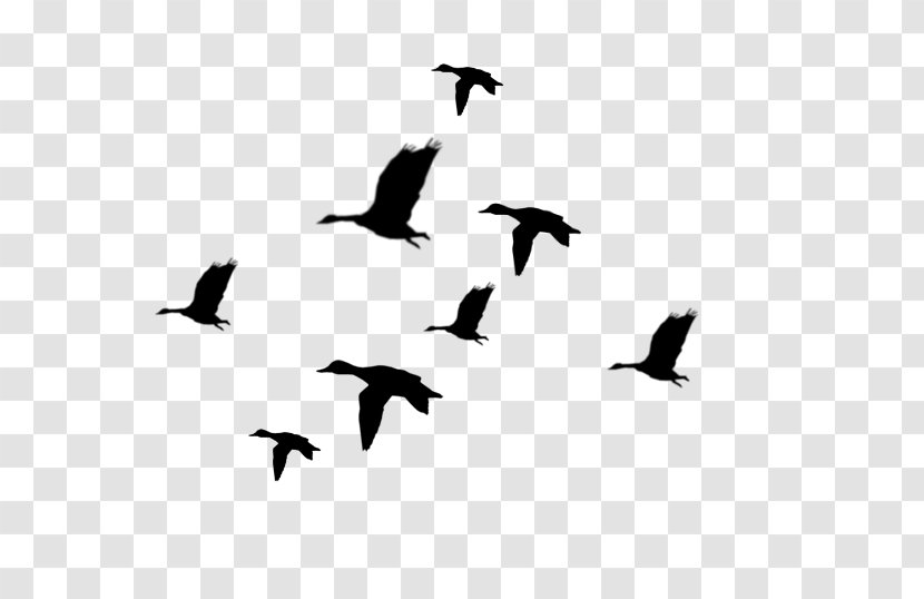 Duck Mallard Flight Bird Clip Art - Silhouette Cliparts Transparent PNG