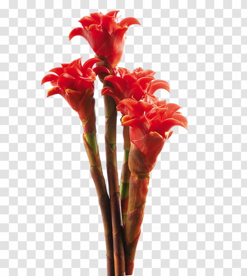 Costus Flower Ginger Zingiberaceae Plant - Flowering - Tropical Transparent PNG