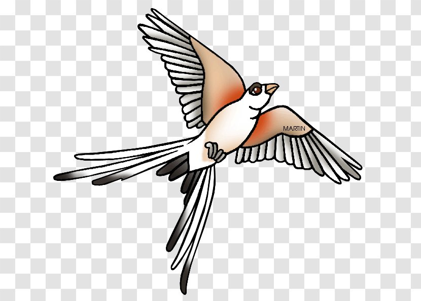 Oklahoma Scissor-tailed Flycatcher Free Content Clip Art - Tail - State Cliparts Transparent PNG