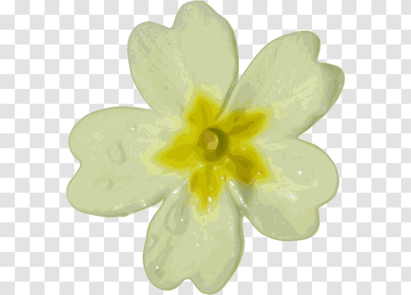 Flower White Clip Art - Petal Transparent PNG