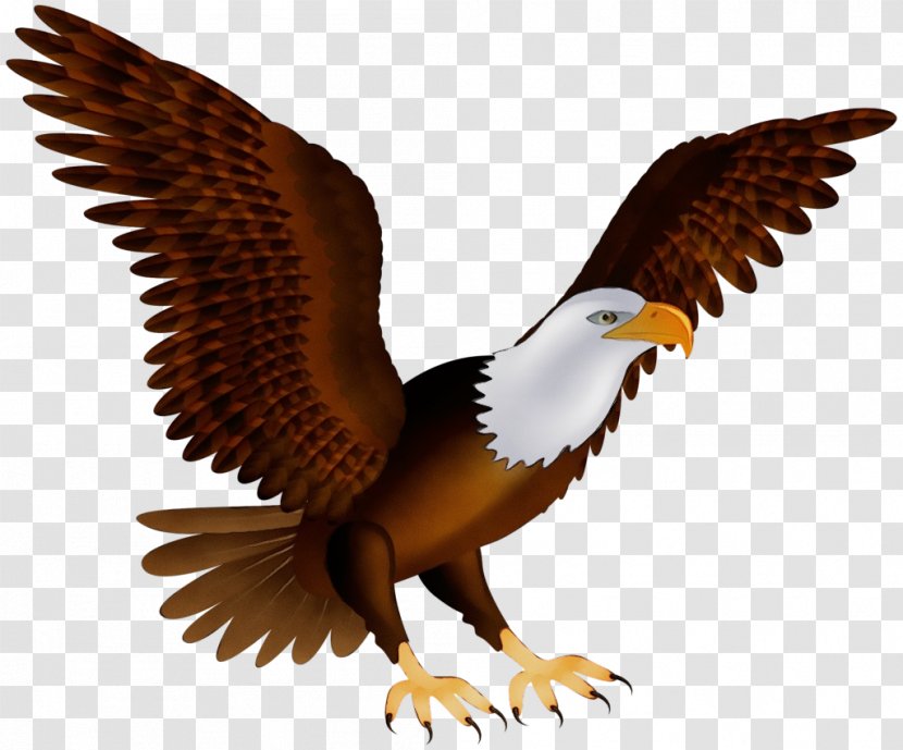 Bird Of Prey Eagle Accipitridae Bald - Wing Kite Transparent PNG