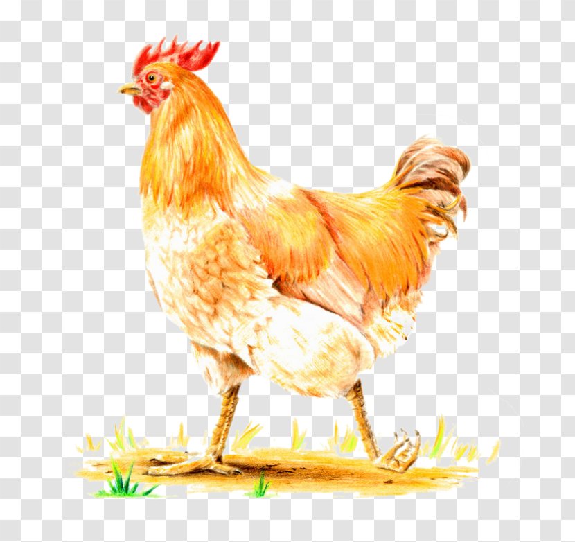 Rooster Hen Kifaranga Tavern Chicken M - Beak - Ded Transparent PNG