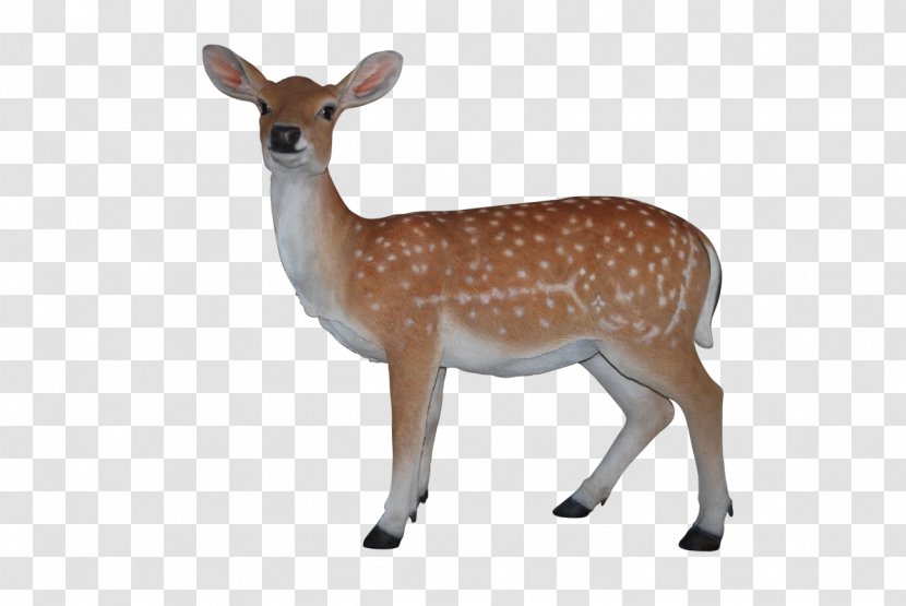 White-tailed Deer Barasingha Reindeer Clip Art - Pack Transparent PNG