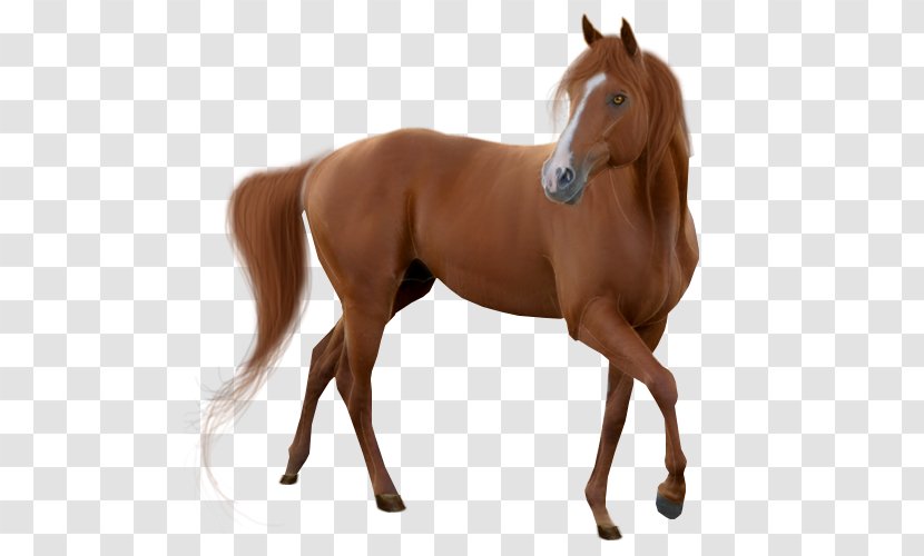 Horse Mare Stallion Clip Art - Rein Transparent PNG
