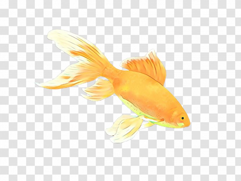 Fish Cartoon - Goldfish - Rayfinned Cyprinidae Transparent PNG