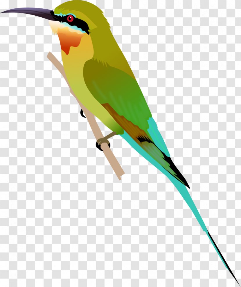 Beak Blue-tailed Bee-eater Green Olive - Structural Coloration - Bee Transparent PNG