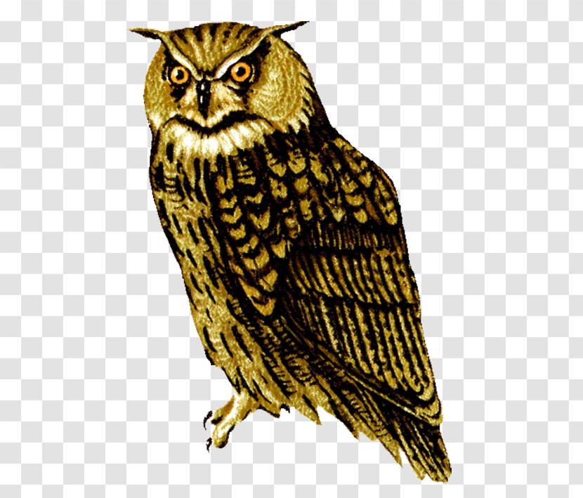 Barred Owl Clip Art - Wing - Imagesowlshd Transparent PNG