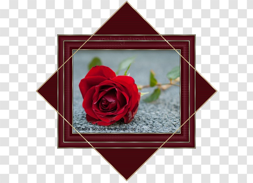 Tod Mit Ansage Garden Roses Rosette Design - Red - Special Border Transparent PNG