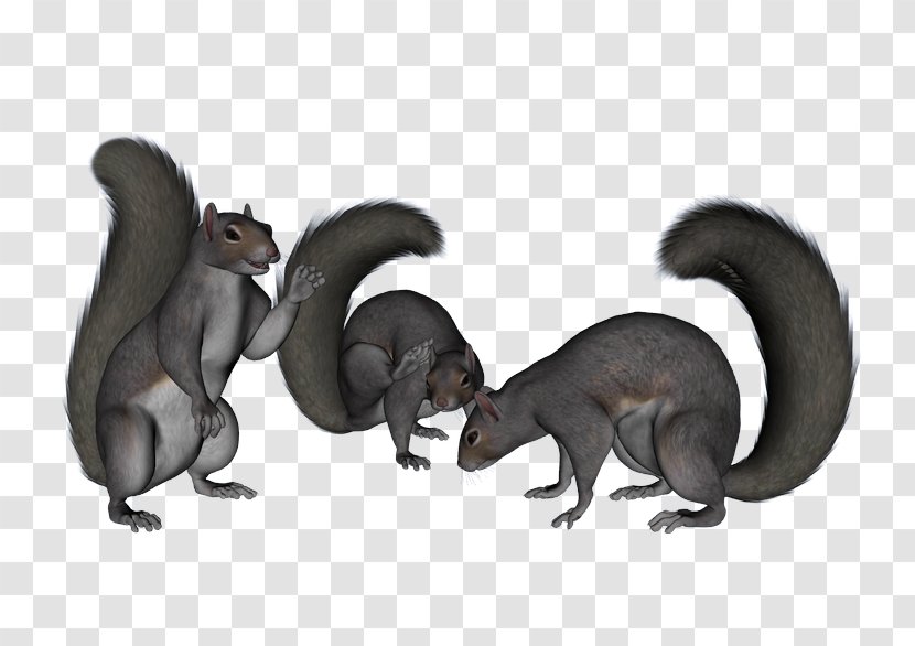 Squirrel Cartoon Carnivora Terrestrial Animal Tail - Rodent Transparent PNG