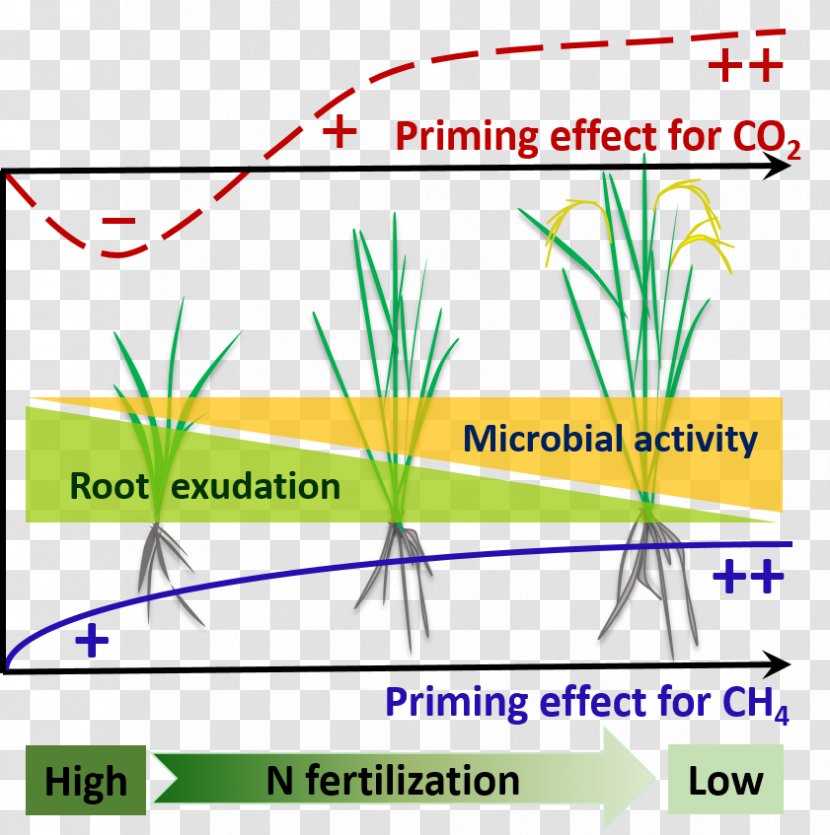 Rhizosphere Soil Organic Matter Priming - Grasses - Leaf Transparent PNG