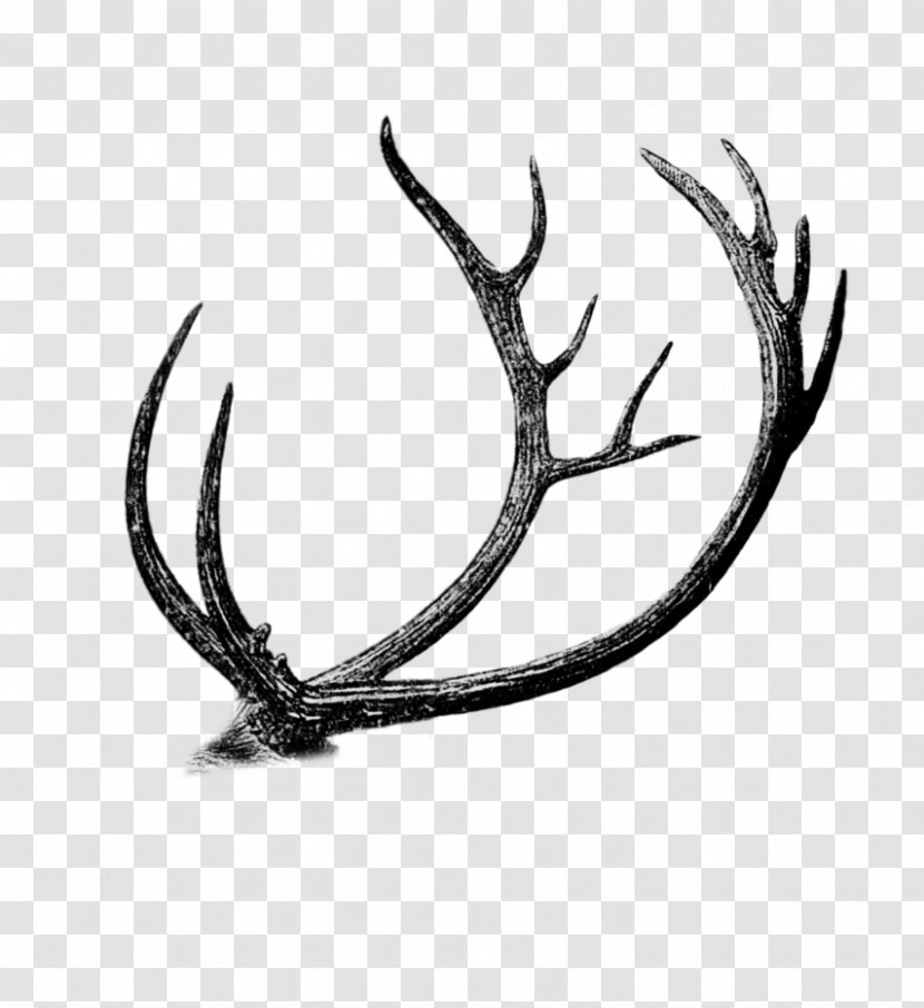 Barasingha Antler Drawing Deer Graphics Transparent PNG