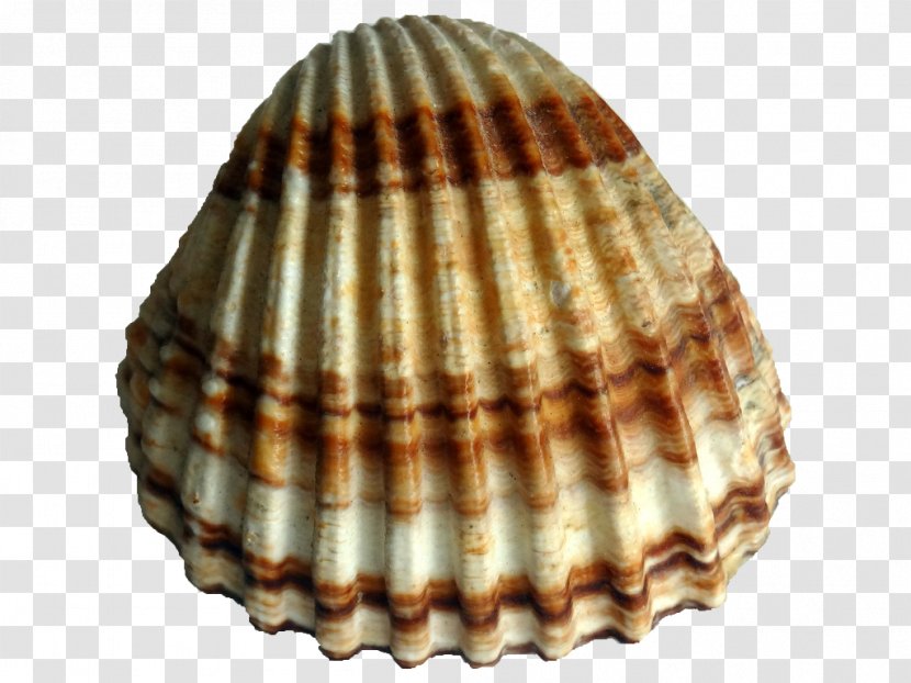 Rough Cockle Clam Bivalvia Conchology - Watercolor - Seashell Transparent PNG