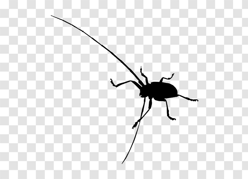 Beetle Clip Art - Photography Transparent PNG