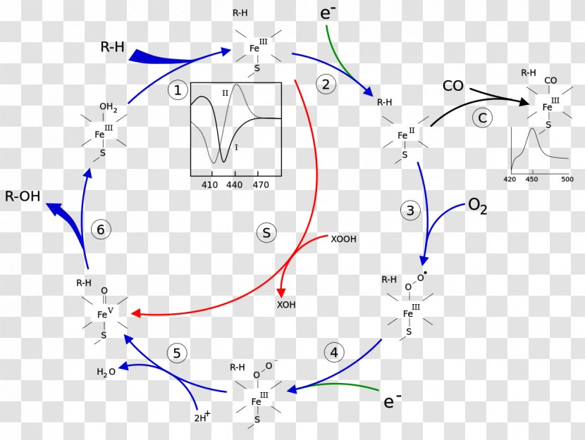 Cytochrome P450 Enzyme Substrate Xenobiotic - Hemeprotein - Cycle Transparent PNG