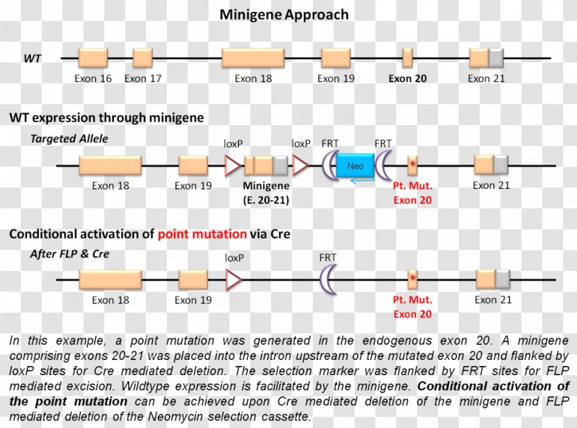 Gene Targeting Minigene Point Mutation Cre-Lox Recombination - Organization Transparent PNG