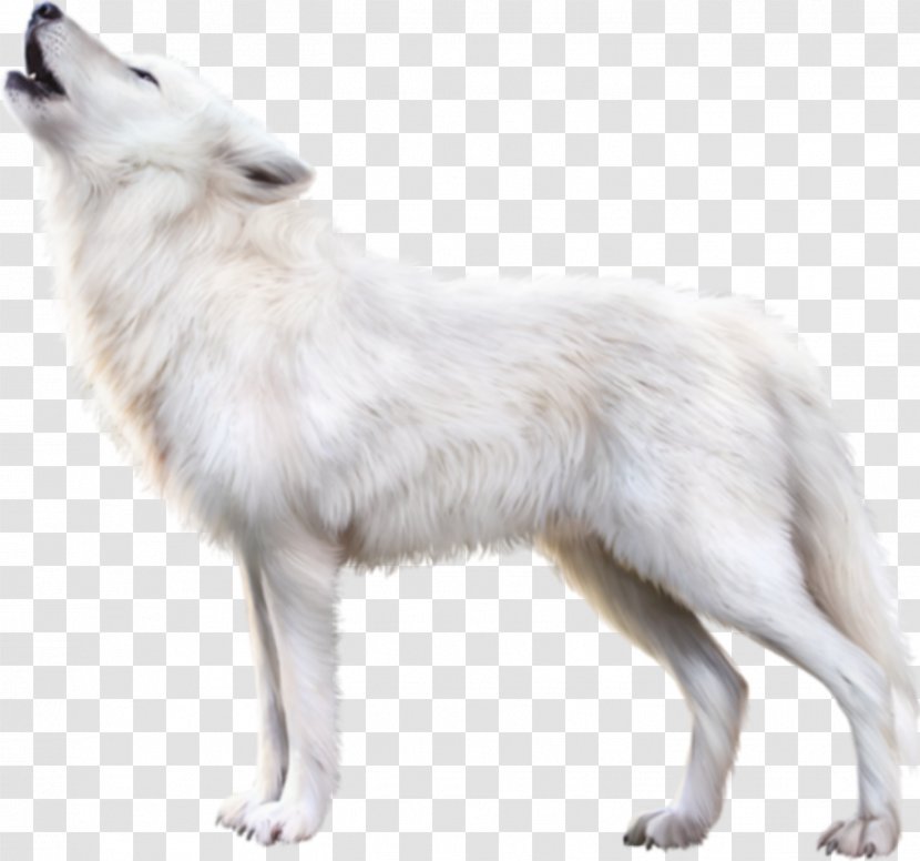 Wolf Cartoon - Arctic Fox - American Eskimo Dog Ancient Breeds Transparent PNG