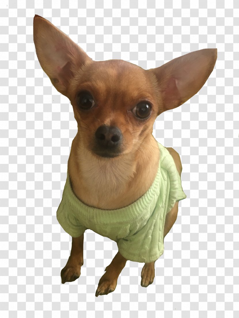 Chihuahua Russkiy Toy Prague Ratter Puppy Dog Breed - Snout Transparent PNG