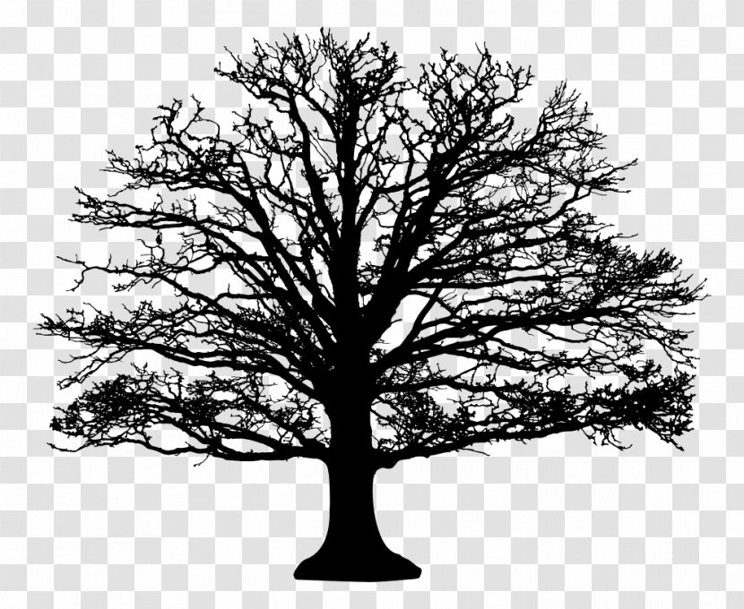 Tree Hardwood TeachersPayTeachers Stone Pine Better Business Bureau - Monochrome Photography Transparent PNG